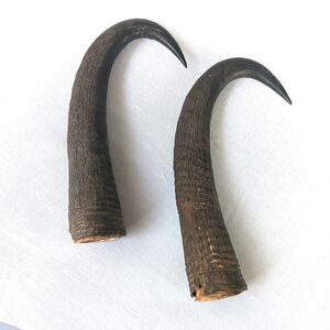 Chamois Goat-Antelope Horns Antlers Pair Antique (So I was Told)